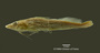 Pimelodella serrata FMNH 57979 holo lat